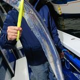 釣果情報・3月26日(木)沼津沖早夜タチウオ