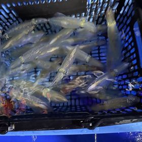 釣果情報・1月21日(金)沼津沖深夜マルイカ