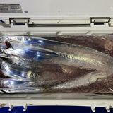 釣果情報・9月5日(月)沼津沖早夜タチウオ
