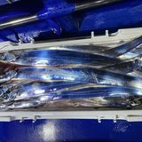 釣果情報・9月8日(木)沼津沖早夜タチウオ