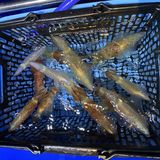 釣果情報・10月1日(土)沼津沖深夜マルイカ