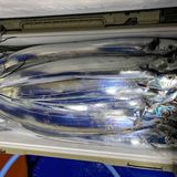 釣果情報・1月4日(水)沼津沖早夜タチウオ
