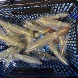 釣果情報・1月22日(日)沼津沖早夜マルイカ