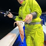 釣果情報・6月15日(木)沼津沖早夜マルイカ