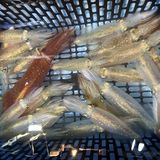 釣果情報・9月3日(日)沼津沖早夜マルイカ