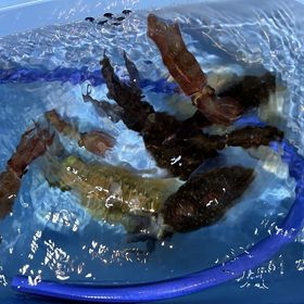 釣果情報・10月10日(火)沼津沖早夜マルイカ