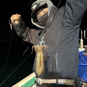 釣果情報・12日23日(土)沼津沖深夜マルイカ