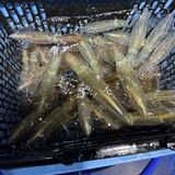 釣果情報・2月12日(月)沼津沖早夜マルイカ