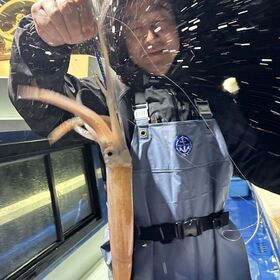 釣果情報・1月19日(日)沼津沖早夜マルイカ・ディープアジング